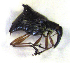 Ancistropterus quadrispinosus