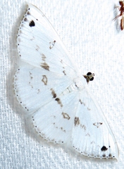 Derambila dentifera