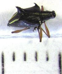 Ancistropterus quadrispinosus