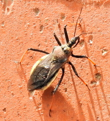 Rhynocoris erythrocnemis