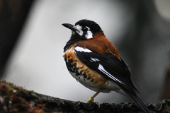 Chestnut-Backed Thrush photo 3