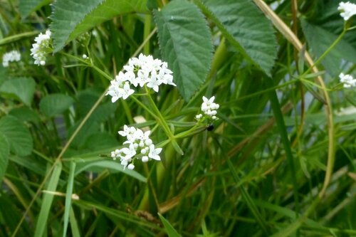 Image of Galium elongatum by no rights reserved