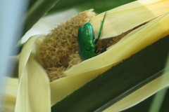 Ischiopsopha wallacei