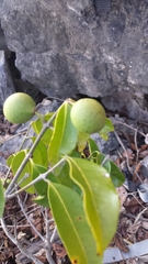 Salacia