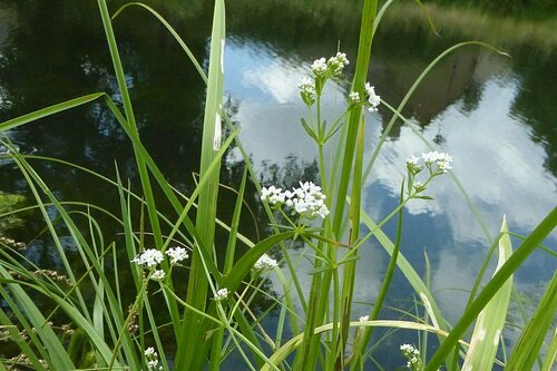 Image of Galium elongatum by no rights reserved