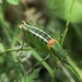 Obese Bright Bush-Cricket - Photo (c) nikos filis, some rights reserved (CC BY-NC), uploaded by nikos filis