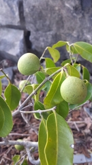 Salacia