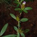 Blepharis integrifolia - Photo (c) Linda Loffler,  זכויות יוצרים חלקיות (CC BY-NC), הועלה על ידי Linda Loffler