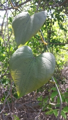 Dioscoreaceae