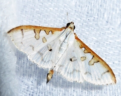 Palpita munroei
