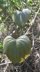 Dioscoreaceae