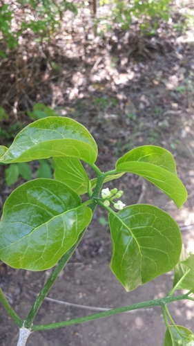 Montiniaceae image