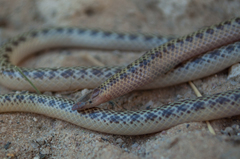 Slender Quill-Snouted Snake photo 3