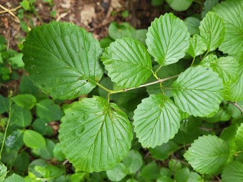 Viburnum dentatum