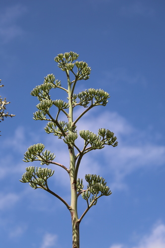 Agave sisalana