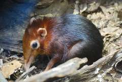 Black and Rufous Elephant Shrew photo 3