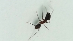 Camponotus lespesii