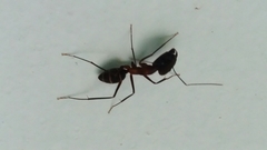 Camponotus lespesii