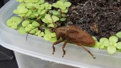 Hypselomus cristatus