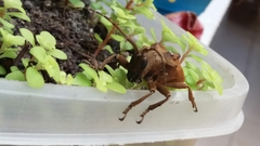 Hypselomus cristatus