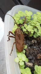 Hypselomus cristatus