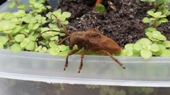 Hypselomus cristatus