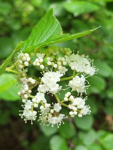 Viburnum dentatum