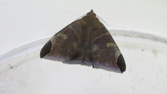 Pindara illibata