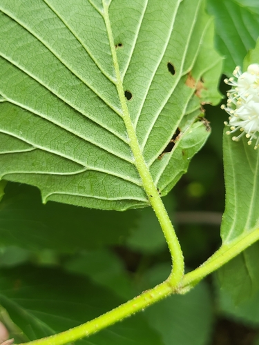 Viburnum dentatum