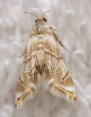 Eoparargyractis plevie