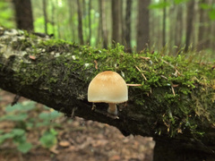 Pluteus semibulbosus