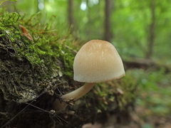 Pluteus semibulbosus