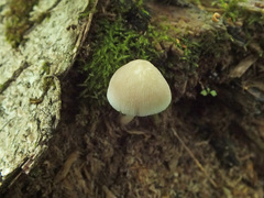 Pluteus semibulbosus