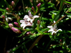 Lobelia eckloniana