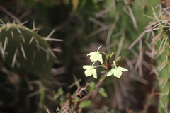 Ecbolium
