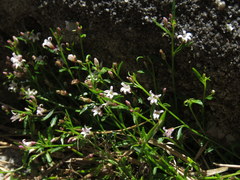 Lobelia eckloniana