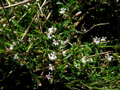 Lobelia eckloniana