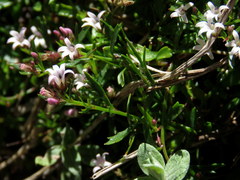 Lobelia eckloniana
