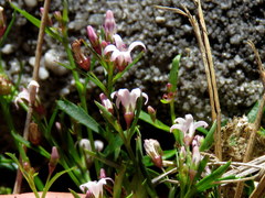 Lobelia eckloniana