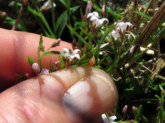 Lobelia eckloniana