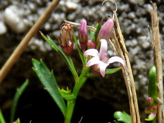 Lobelia eckloniana