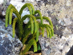 Phlegmariurus gnidioides