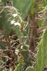 Ecbolium