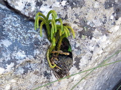 Phlegmariurus gnidioides