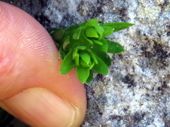 Phlegmariurus gnidioides