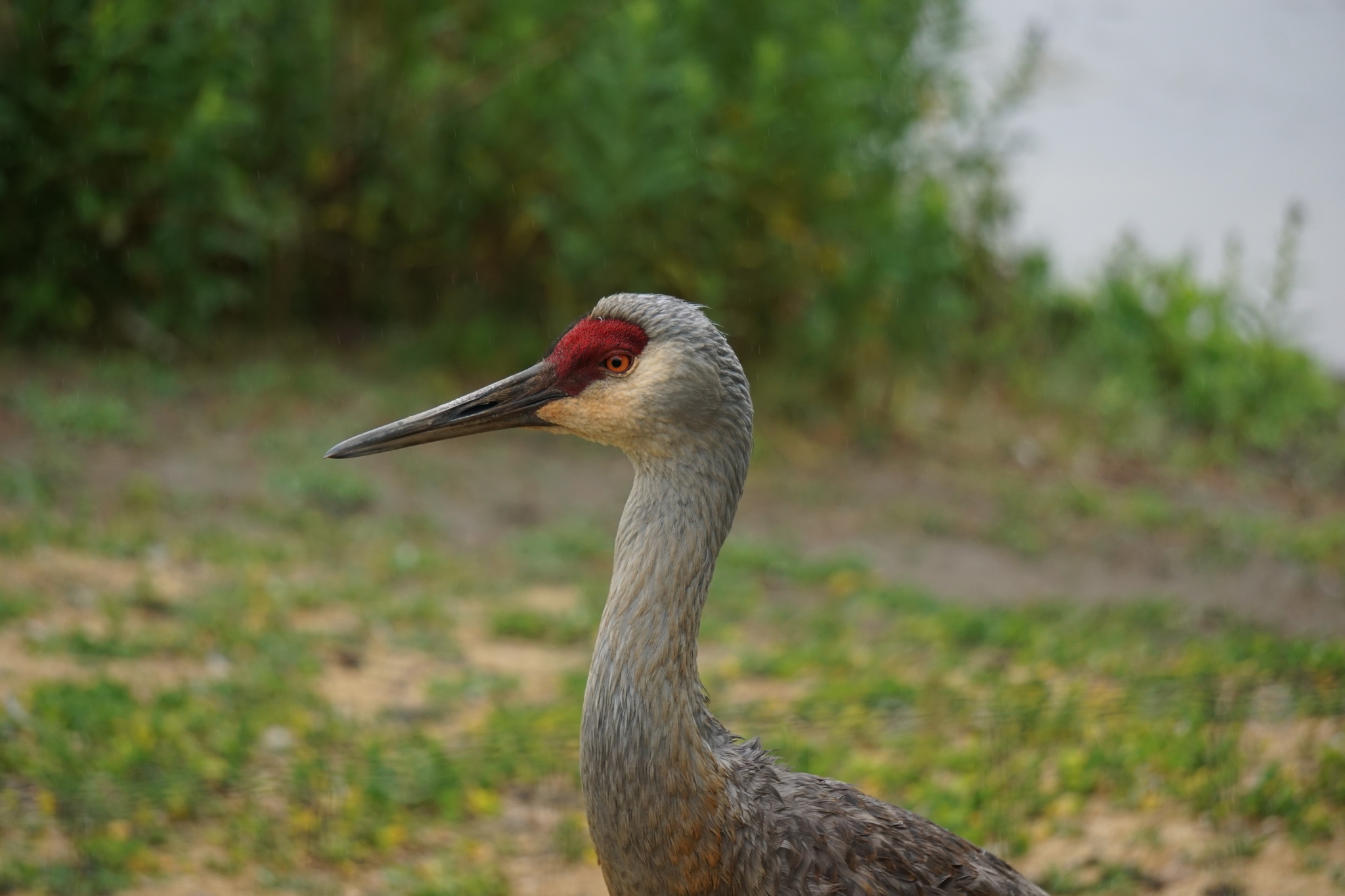Sandhill Crane