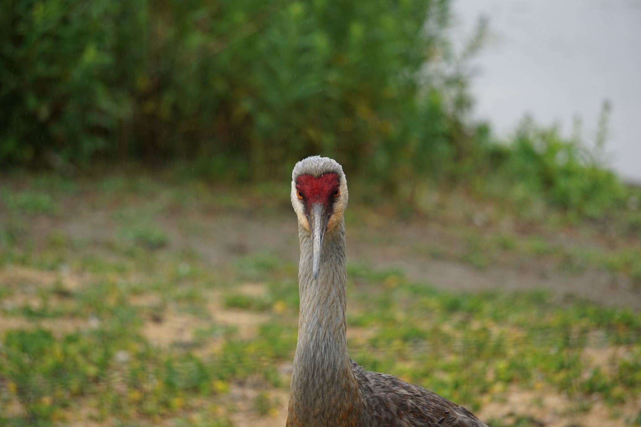 Sandhill Crane