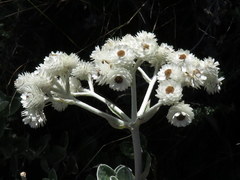 Helichrysum fruticans