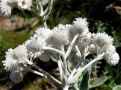 Helichrysum fruticans