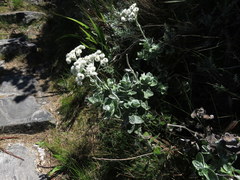 Helichrysum fruticans